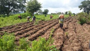 People farming in Adamawa state Nigeria