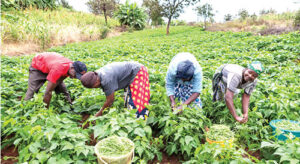 Subsistence farmers in Delta state, focusing on agriculture to improve state IGR