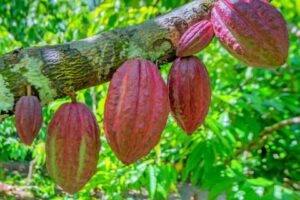 Ekiti Export products, Cocoa, Cocoa exportation