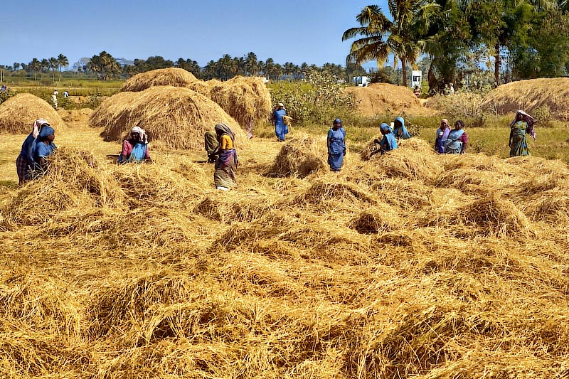 Rice production in Gombe, Rice farm, export potential