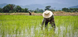 Rice Farming in Enugu state, farming for export, agriculture