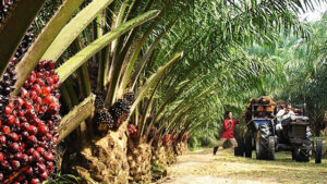 Oil Palm Cultivation, Export, Oil Palm plantation, Edo state